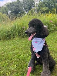 Bailie Davis Therapy Dog