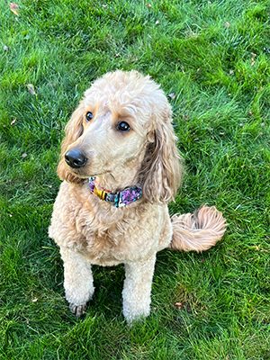 Georgie Davis Therapy Dog